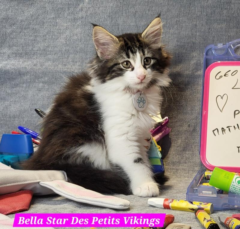 Bella Star Des Petits Vikings Femelle Norvégien