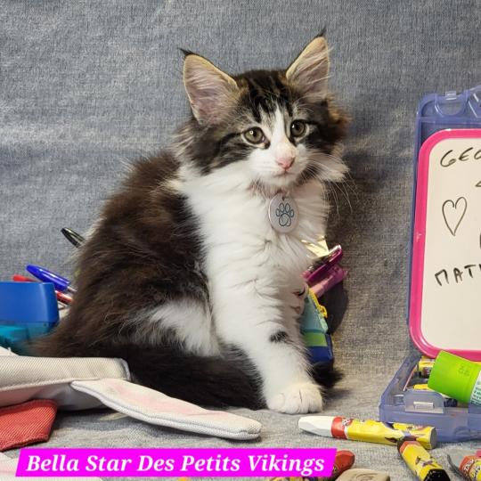Bella Star Des Petits Vikings Femelle Norvégien