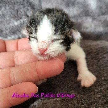 chaton Norvégien brown tabby & blanc arlequin Alaska Chatterie Des Petits Vikings chaton Norvégien brown tabby & blanc arlequin Alaska Chatterie Des Petits Vikings