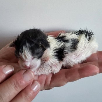 chaton Norvégien brown tabby & blanc arlequin Alaska Chatterie Des Petits Vikings chaton Norvégien brown tabby & blanc arlequin Alaska Chatterie Des Petits Vikings