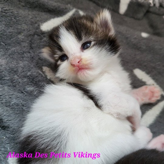 Alaska Des Petits Vikings Femelle Norvégien
