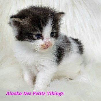 chaton Norvégien brown tabby & blanc arlequin Alaska Chatterie Des Petits Vikings chaton Norvégien brown tabby & blanc arlequin Alaska Chatterie Des Petits Vikings