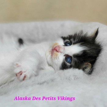 chaton Norvégien brown tabby & blanc arlequin Alaska Chatterie Des Petits Vikings chaton Norvégien brown tabby & blanc arlequin Alaska Chatterie Des Petits Vikings