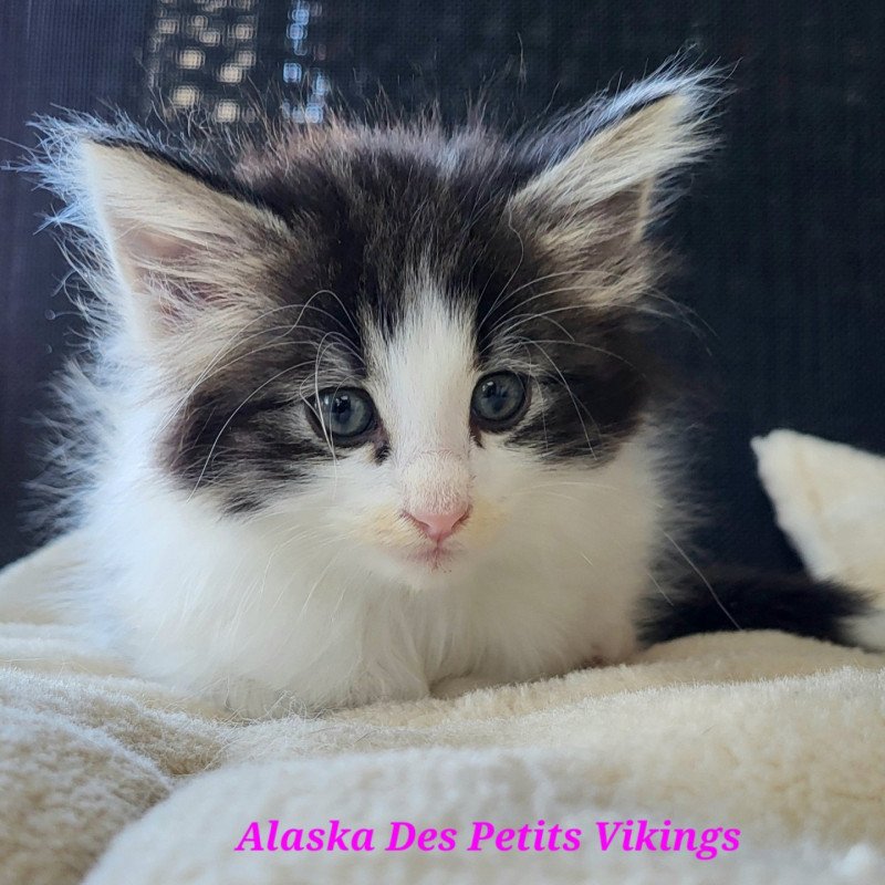 Alaska Des Petits Vikings Femelle Norvégien