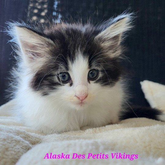 Alaska Des Petits Vikings Femelle Norvégien