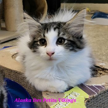 chaton Norvégien brown mackerel tabby & blanc arlequin Alaska Chatterie Des Petits Vikings