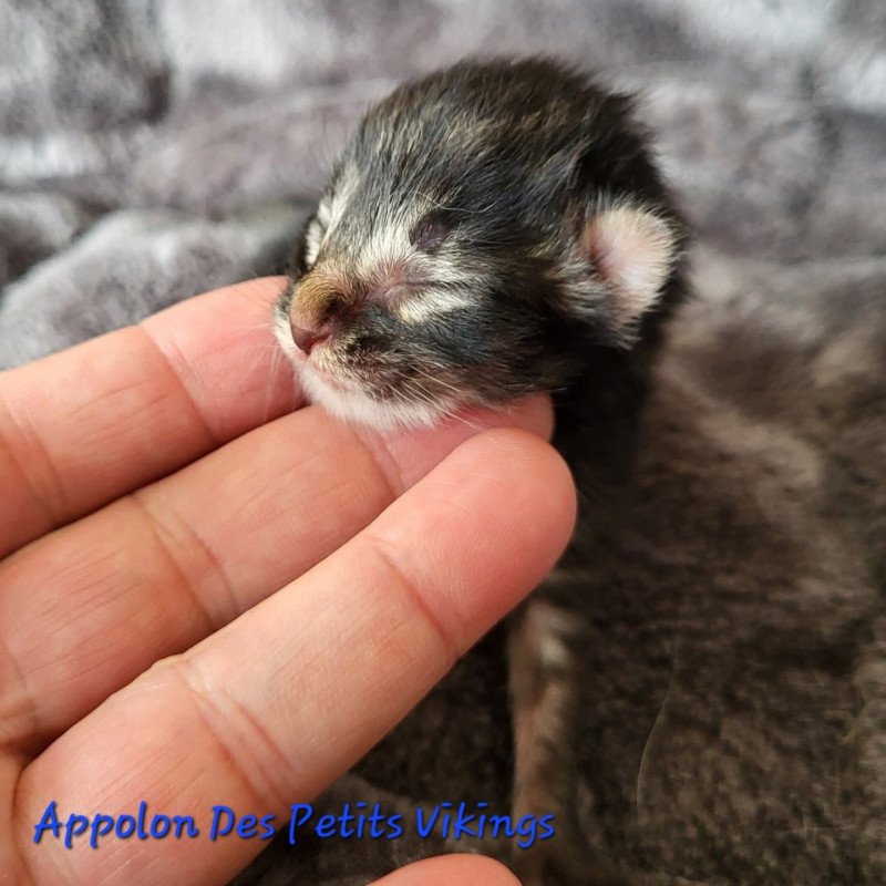 Appolon Des Petits Vikings Mâle Norvégien Appolon Des Petits Vikings Mâle Norvégien