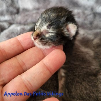 chaton Norvégien brown tabby & blanc Appolon Chatterie Des Petits Vikings chaton Norvégien brown tabby & blanc Appolon Chatterie Des Petits Vikings