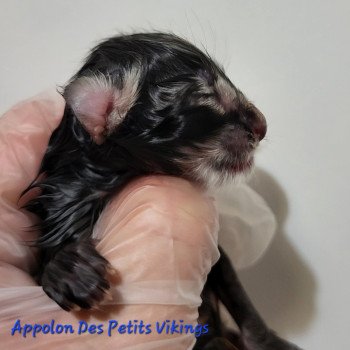 chaton Norvégien brown tabby & blanc Appolon Chatterie Des Petits Vikings chaton Norvégien brown tabby & blanc Appolon Chatterie Des Petits Vikings