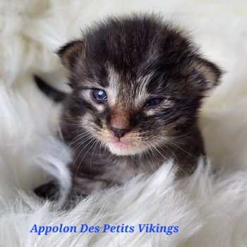 chaton Norvégien brown tabby & blanc Appolon Chatterie Des Petits Vikings chaton Norvégien brown tabby & blanc Appolon Chatterie Des Petits Vikings