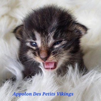 chaton Norvégien brown tabby & blanc Appolon Chatterie Des Petits Vikings chaton Norvégien brown tabby & blanc Appolon Chatterie Des Petits Vikings