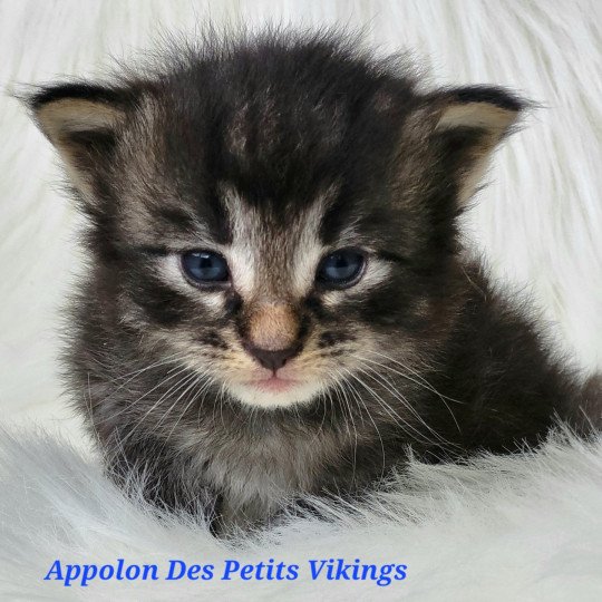 Appolon Des Petits Vikings Mâle Norvégien