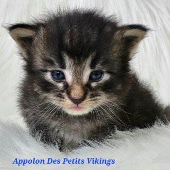 chaton Norvégien brown tabby & blanc Appolon Chatterie Des Petits Vikings chaton Norvégien brown tabby & blanc Appolon Chatterie Des Petits Vikings