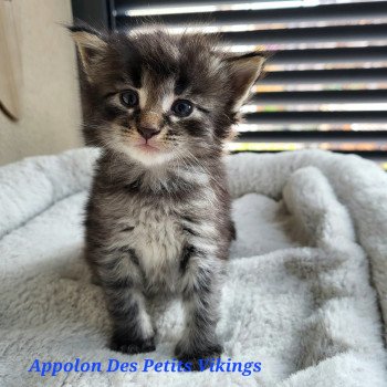 chaton Norvégien brown tabby & blanc Appolon Chatterie Des Petits Vikings chaton Norvégien brown tabby & blanc Appolon Chatterie Des Petits Vikings