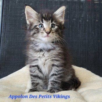 chaton Norvégien brown tabby & blanc Appolon Chatterie Des Petits Vikings