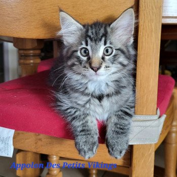 chaton Norvégien brown mackerel tabby & blanc Appolon Chatterie Des Petits Vikings
