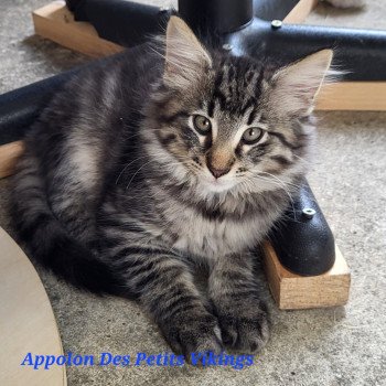 chaton Norvégien brown mackerel tabby & blanc Appolon Chatterie Des Petits Vikings