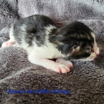chaton Norvégien brown tabby & blanc Aramis Chatterie Des Petits Vikings chaton Norvégien brown tabby & blanc Aramis Chatterie Des Petits Vikings