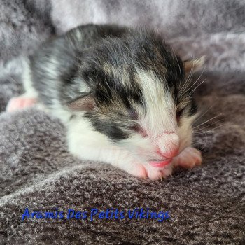 chaton Norvégien brown tabby & blanc Aramis Chatterie Des Petits Vikings chaton Norvégien brown tabby & blanc Aramis Chatterie Des Petits Vikings