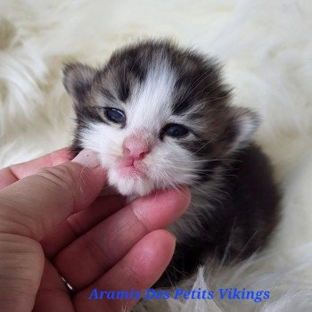 chaton Norvégien brown tabby & blanc Aramis Chatterie Des Petits Vikings chaton Norvégien brown tabby & blanc Aramis Chatterie Des Petits Vikings
