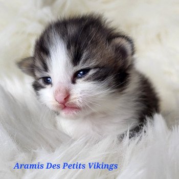 chaton Norvégien brown tabby & blanc Aramis Chatterie Des Petits Vikings chaton Norvégien brown tabby & blanc Aramis Chatterie Des Petits Vikings