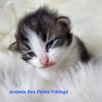 chaton Norvégien brown tabby & blanc Aramis Chatterie Des Petits Vikings chaton Norvégien brown tabby & blanc Aramis Chatterie Des Petits Vikings