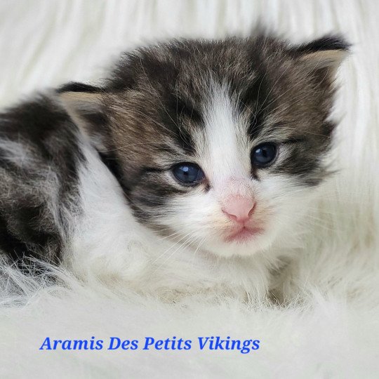 Aramis Des Petits Vikings Mâle Norvégien