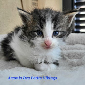 chaton Norvégien brown tabby & blanc Aramis Chatterie Des Petits Vikings chaton Norvégien brown tabby & blanc Aramis Chatterie Des Petits Vikings
