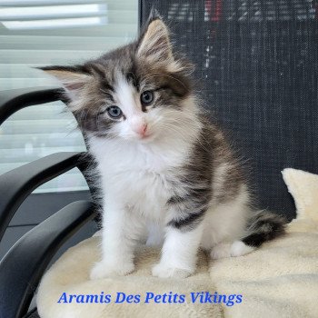 chaton Norvégien brown tabby & blanc Aramis Chatterie Des Petits Vikings