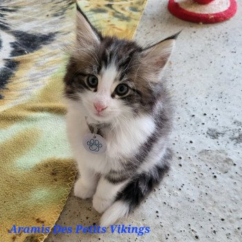 chaton Norvégien brown mackerel tabby & blanc Aramis Chatterie Des Petits Vikings