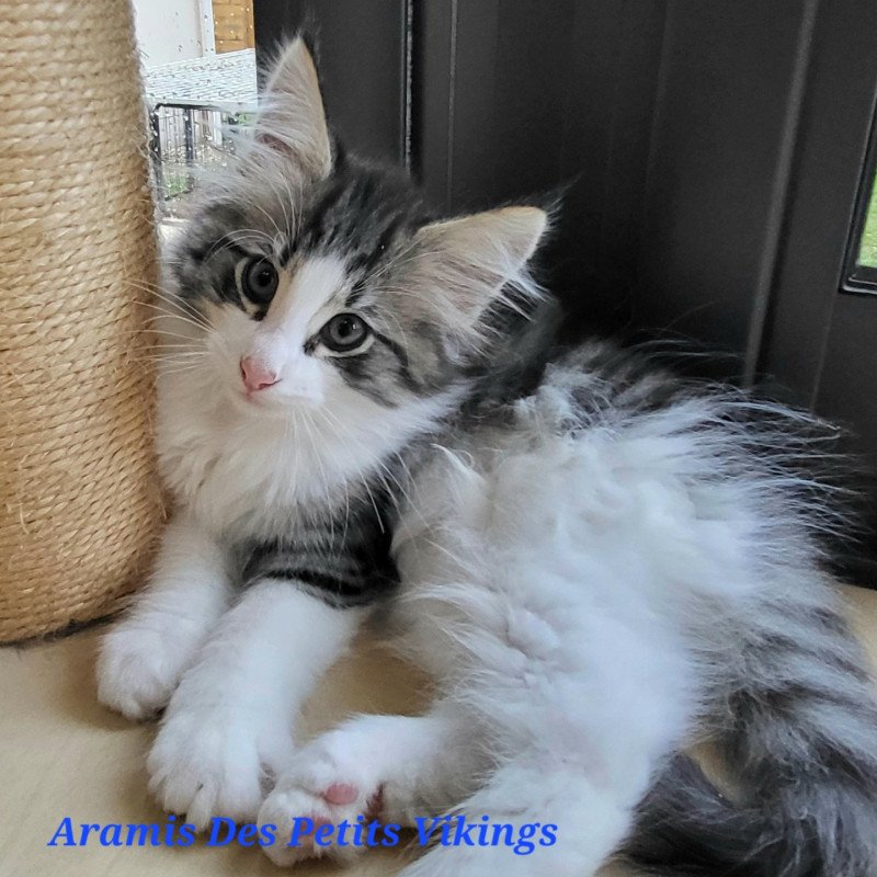 Aramis Des Petits Vikings Mâle Norvégien