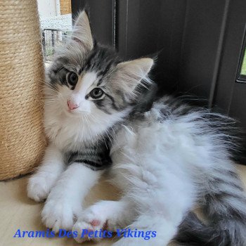 chaton Norvégien brown mackerel tabby & blanc Aramis Chatterie Des Petits Vikings
