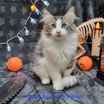 chaton Norvégien brown mackerel tabby & blanc Aramis Chatterie Des Petits Vikings