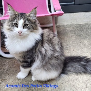 chaton Norvégien brown mackerel tabby & blanc Aramis Chatterie Des Petits Vikings