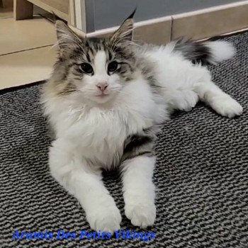 chaton Norvégien brown mackerel tabby & blanc Aramis Chatterie Des Petits Vikings