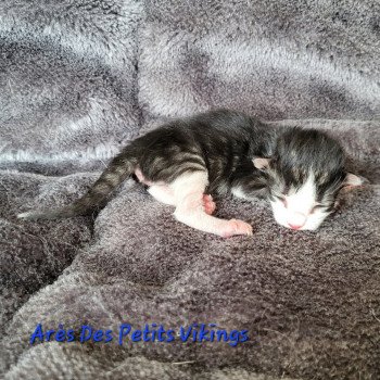 chaton Norvégien brown tabby & blanc Arès Chatterie Des Petits Vikings chaton Norvégien brown tabby & blanc Arès Chatterie Des Petits Vikings