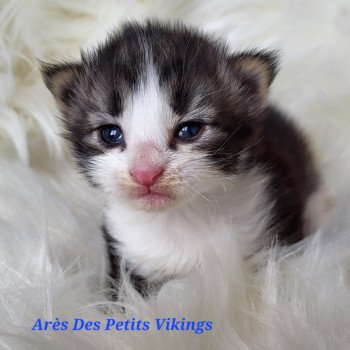 chaton Norvégien brown tabby & blanc Arès Chatterie Des Petits Vikings chaton Norvégien brown tabby & blanc Arès Chatterie Des Petits Vikings