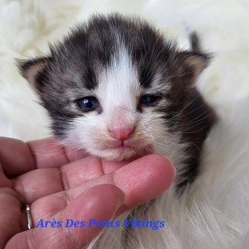 chaton Norvégien brown tabby & blanc Arès Chatterie Des Petits Vikings chaton Norvégien brown tabby & blanc Arès Chatterie Des Petits Vikings