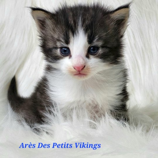 Arès Des Petits Vikings Mâle Norvégien