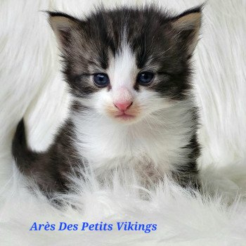 chaton Norvégien brown tabby & blanc Arès Chatterie Des Petits Vikings chaton Norvégien brown tabby & blanc Arès Chatterie Des Petits Vikings