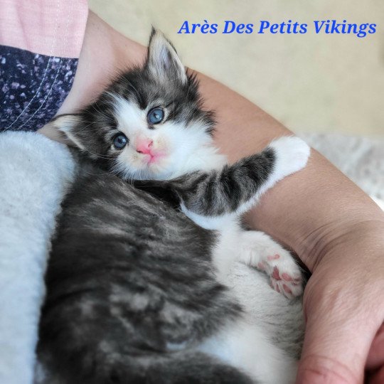 Arès Des Petits Vikings Mâle Norvégien