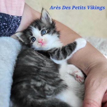 chaton Norvégien brown tabby & blanc Arès Chatterie Des Petits Vikings chaton Norvégien brown tabby & blanc Arès Chatterie Des Petits Vikings
