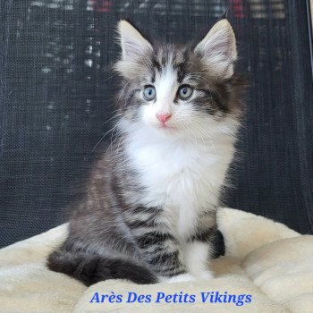 chaton Norvégien brown tabby & blanc Arès Chatterie Des Petits Vikings