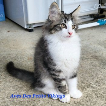 chaton Norvégien brown mackerel tabby & blanc Arès Chatterie Des Petits Vikings