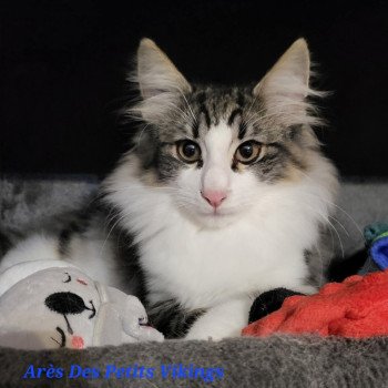 chaton Norvégien brown mackerel tabby & blanc Arès Chatterie Des Petits Vikings