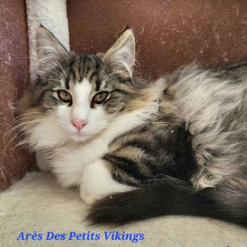 chaton Norvégien brown mackerel tabby & blanc Arès Chatterie Des Petits Vikings