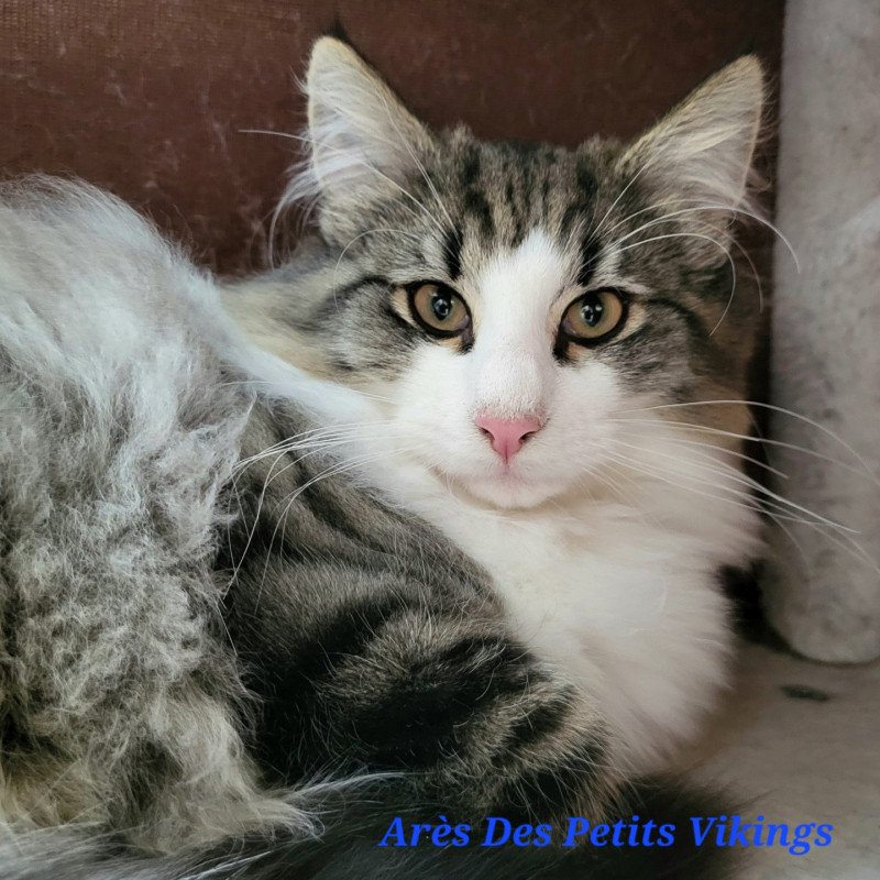 Arès Des Petits Vikings Mâle Norvégien