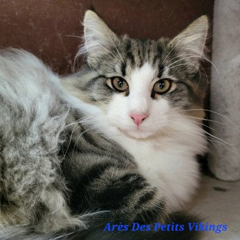 chaton Norvégien brown mackerel tabby & blanc Arès Chatterie Des Petits Vikings