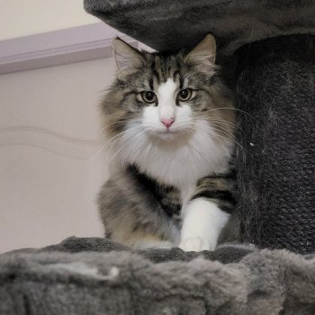 chaton Norvégien brown mackerel tabby & blanc Arès Chatterie Des Petits Vikings