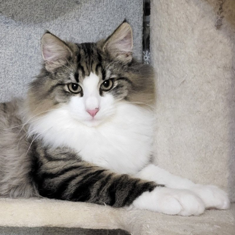 Arès Des Petits Vikings Mâle Norvégien